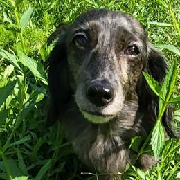 Dachshunds and Labradoodles from Ari's Labradoodles
