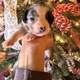 Dark blue collar - Blue merle male Australian Shepherd puppy in Quinlan, Texas from Murphy Ranch Australian Shepherds