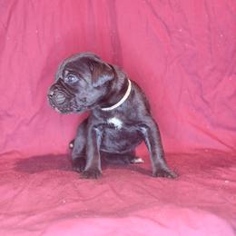 Portia- Light Pink Collar - Black female Cane Corso puppy in Stilwell, Oklahoma from Killing Joke Kennels