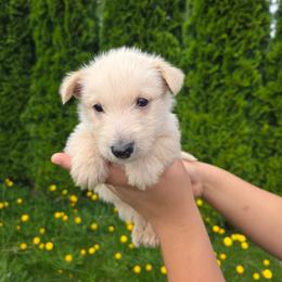 Aspen - red wheaten - Wheaten male Scottish Terrier puppy in Mount Vernon, Washington from Scottish Terrier Sandra T