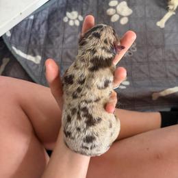 Comet - Red merle male Australian Shepherd puppy in Frostproof, Florida from Central Florida Australian Shepherds