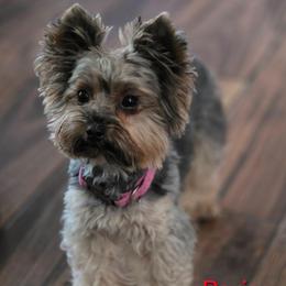 Paris - Yorkshire Terrier