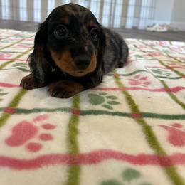 Moon Pie - Dapple male Dachshund puppy in Temecula, California from Naomi Magee's Dachshund Kennel