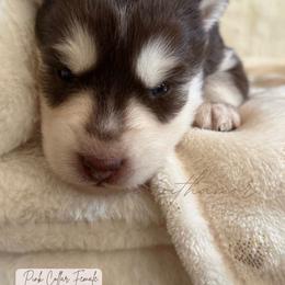 Mileena - Red and white female Siberian Husky puppy in Lodi, California from Wolves with Amor