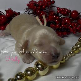 AKC Holly (Pink) - Cream female Dachshund puppy in Jena, Louisiana from Amy’s Mini Doxies