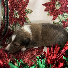 Skye - Sable and white female Shetland Sheepdog puppy in Kerville, Texas from Cedar Hill Kennels