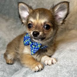 Archer - Black sabled fawn male Chihuahua puppy in Niagara County, New York from Coolballow Chihuahuas