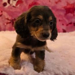 Remi's Bigger chocolate and tan - Chocolate and tan female Dachshund puppy in Wheatfield, Indiana from Wines Wienery