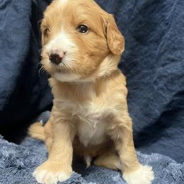 Anchor - Red  male Goldendoodle puppy in Placerville, California from New Dawn Poodles and Doodles