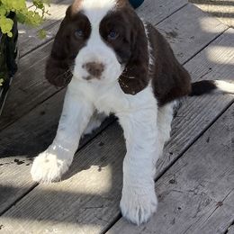 English Springer Spaniel Puppies from Micaela's Springers
