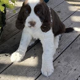 English Springer Spaniel Puppies from Micaela's Springers