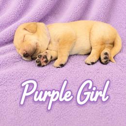 Purple Collar Girl - Yellow female Labrador Retriever puppy in Las Vegas, Nevada from Lucky Labrador Retrievers
