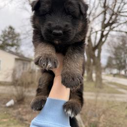 Grumpy - Black and red male German Shepherd puppy in Perrysburg, Ohio from Fancy GSDs