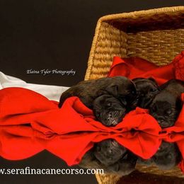Cane Corso Puppies from Serafina Cane Corso
