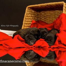 Cane Corso Puppies from Serafina Cane Corso