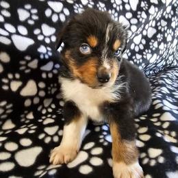 Boy 2 - Black tri male Miniature American Shepherd puppy in Placentia, California from Tru Cal Aussies