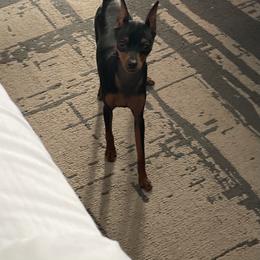 Tina - Blue and rust female Miniature Pinscher puppy in Sanger, Texas from Flashfire