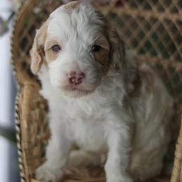 Doc - Apricot male Labradoodle puppy in Crete, Nebraska from Doodles & Co