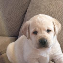 Sunny - Yellow female Labrador Retriever puppy in Tekonsha, Michigan from Asher Acres Labs