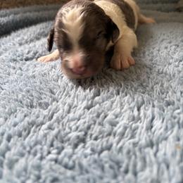 Jeff - Blue merle male Bernedoodle puppy in Rochester, Massachusetts from Harmony Hill Doodles