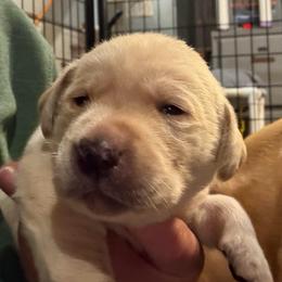 Red,white,ble collar - Yellow male Labrador Retriever puppy in Kimbolton, Ohio from Blue Clay Kennels, LLC.