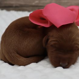 Dark Pink Female - Dark golden female Golden Retriever puppy in Norman, Oklahoma from Raised Right Pups
