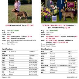 Chesapeake Bay Retriever puppies from Fowl Mouth Gun Dogs