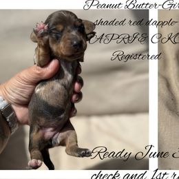 Dachshunds from Gest House Puppies