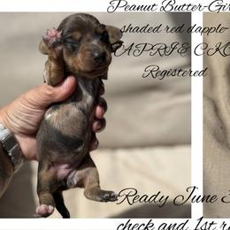 Dachshunds from Gest House Puppies