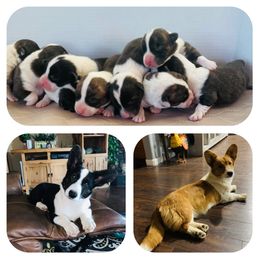 Cardigan Welsh Corgi and Pembroke Welsh Corgi Puppies from Corgis R Us