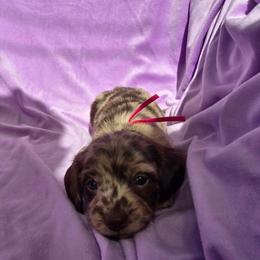 Toffee - Dapple female Dachshund puppy in Tucson, Arizona from Joplin's Hippo House
