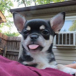 Chihuahua Puppies from True Shot Chihuahuas