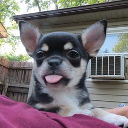 Chihuahua Puppies from True Shot Chihuahuas