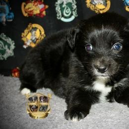 Dorothy - Black & white female Australian Shepherd puppy in El Dorado Springs, Missouri from HP Aussie Kennels