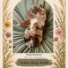 Briar - Chocolate merle male Bernedoodle puppy in Jackson, Missouri from Pincksten Family Doodles