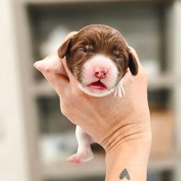 Hershey - Parti male Goldendoodle puppy in Punta Gorda, Florida from Transformation Acres Goldendoodle