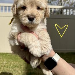 Bernedoodle, Cavalier King Charles Spaniel, and Poodle Puppies from Ellas.Pups (Bernedoodles & Cavapoos)