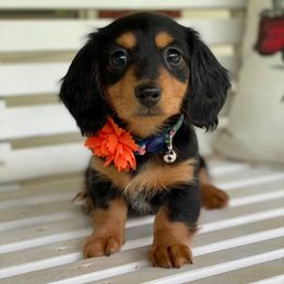 Dachshunds from J & K Miniature Dachshunds