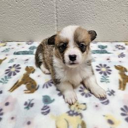 Madame Morrible - Red female Pembroke Welsh Corgi puppy in Castle Rock, Washington from Heckman Corgis