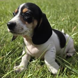 Juno - Piebald female Dachshund puppy in Salem, Oregon from Long'd Fore Dachshunds