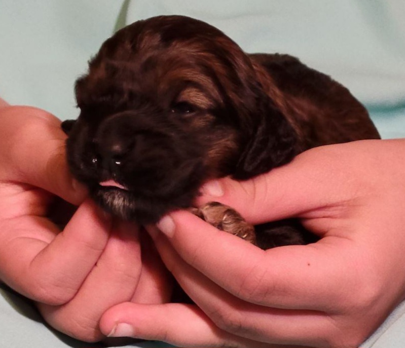 Cockapoo Puppies from Cano Cockapoos