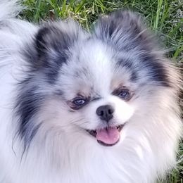 K - Pomeranian
