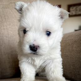 West Highland White Terrier puppies from The West Acres