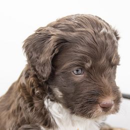 Assorted Doodle Crosses, Bernedoodles, Double Doodles, Goldendoodles, Labradoodles, and Whoodles from Our Little Farm Life Doodles