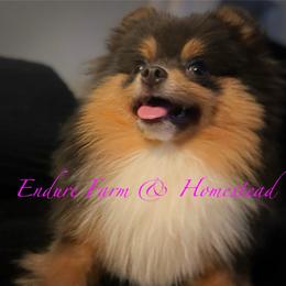 Gumbo - Pomeranian