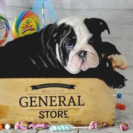 Bulldog Puppies from Dampier Bulldogs Mo