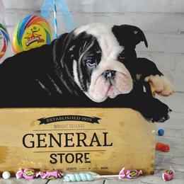 Bulldog Puppies from Dampier Bulldogs Mo
