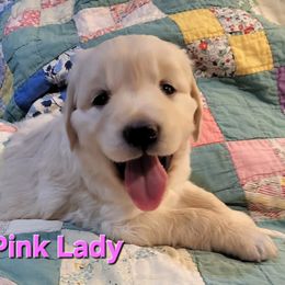 Golden Retriever Puppies from LOMAH Retrievers