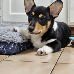 Pembroke Welsh Corgi Puppies from Shelly Bean Corgis