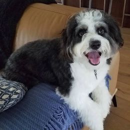 Aussiedoodle Puppies from Ever After Mini Doodles